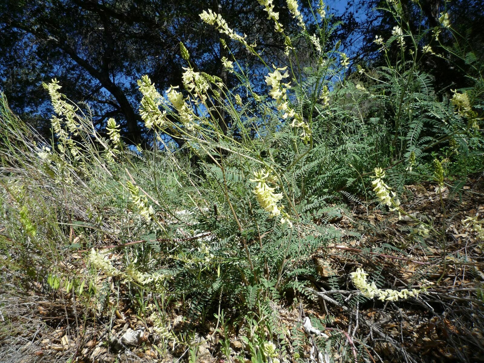 High Resolution Astragalus trichopodus Plant